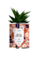 diaiwai 1