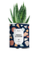 diaiwai 2