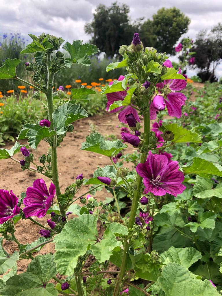 Le Jardin
