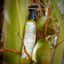 huile capllaire coco
