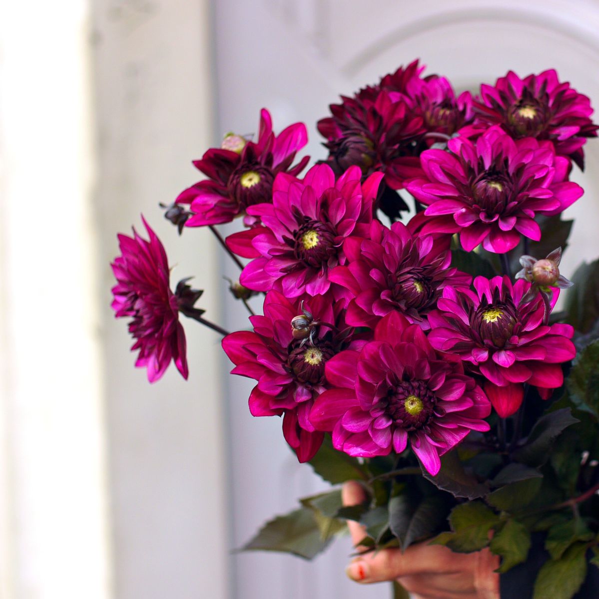dahlia fuschia 2