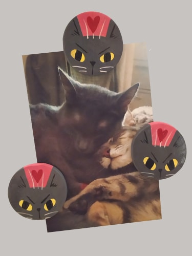 ☀ Caillou le petit chat ☀