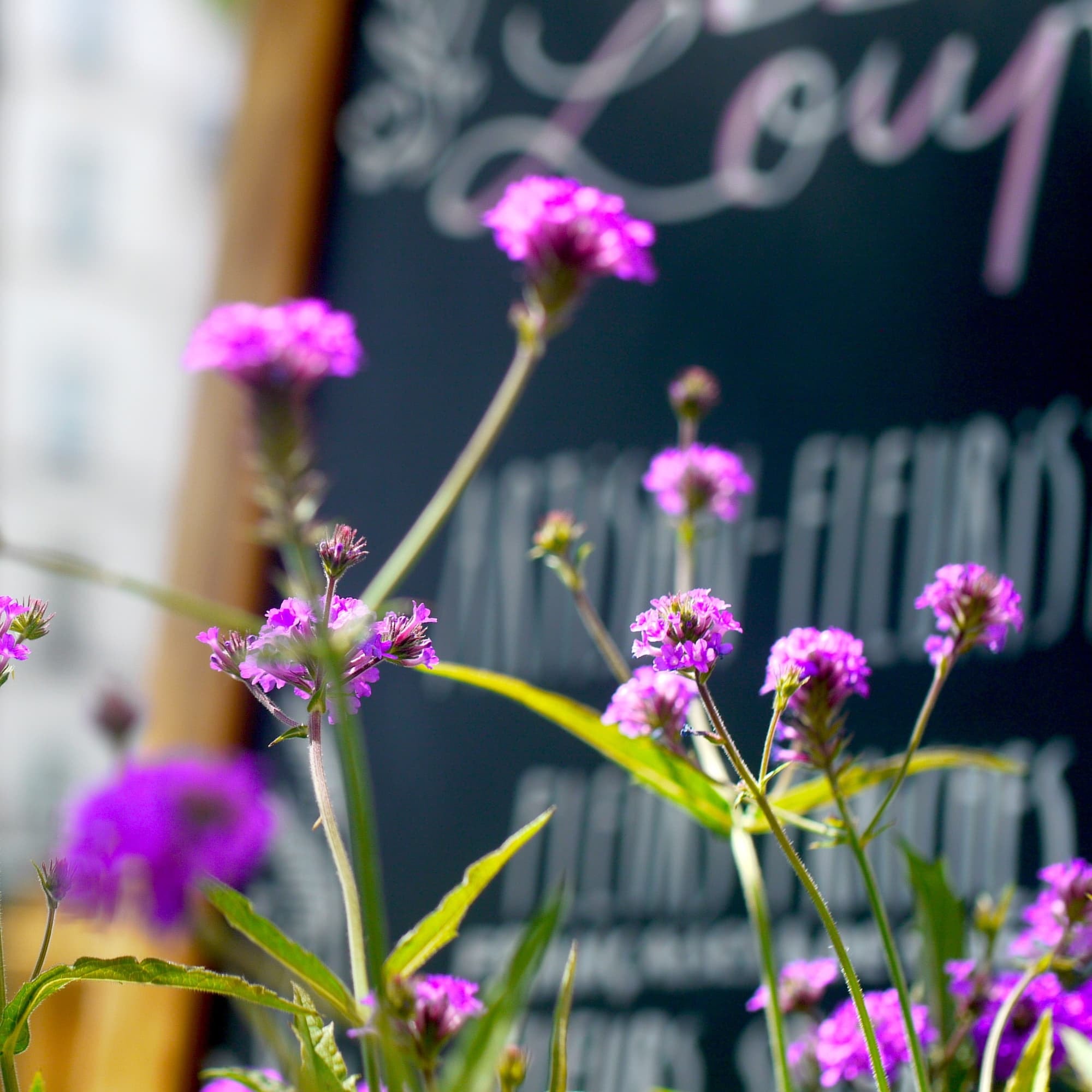 Végétalisation terrasse balcon fleurs violettes verveine de buenos aires