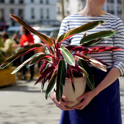 plante verte maranta calathea pot en terre cuite