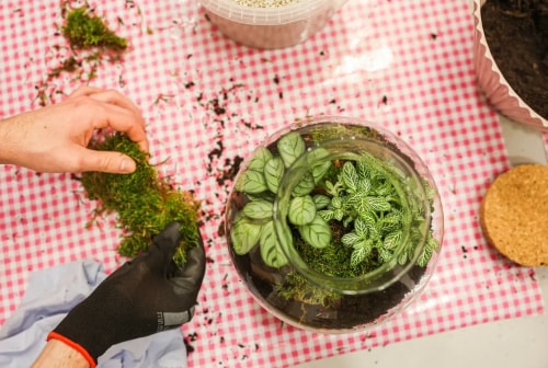 Atelier DIY Terrarium