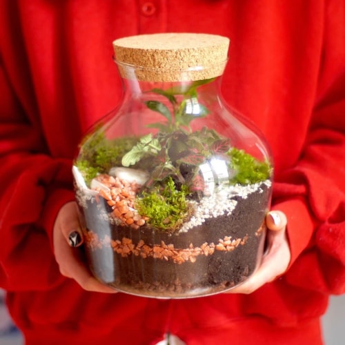 Atelier DIY terrarium orange
