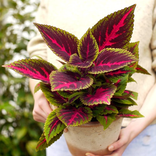 Végétalisation coleus