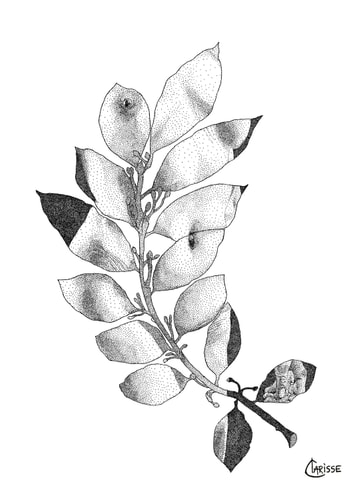 Corpus Laurus Nobilis