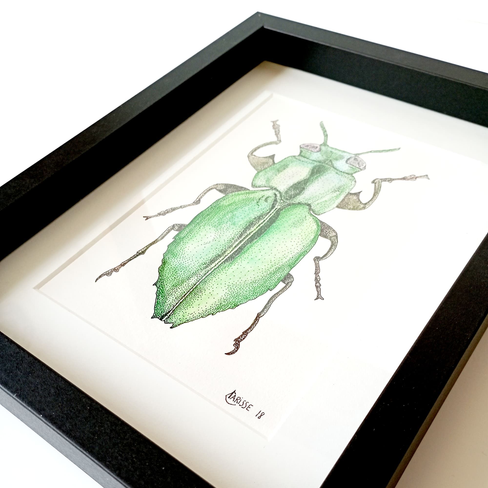Illustration Scarabée