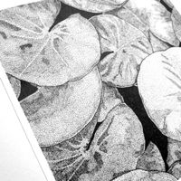 Print Nymphéas nénuphars 15x15 cm