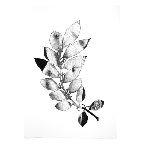 Print Corpus Laurus Nobilis A4 - 21x29,7 cm