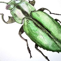 Print Scarabée A5 - 14,8x21 cm