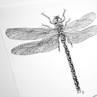 Print Libellule 15x15 cm