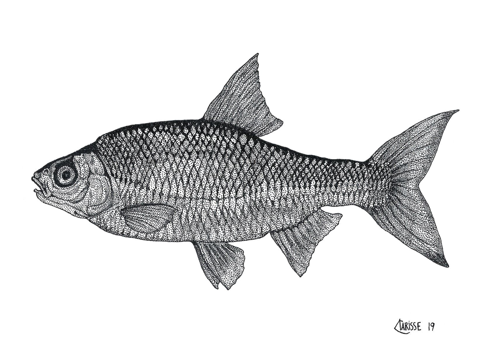 Illustration Gardon