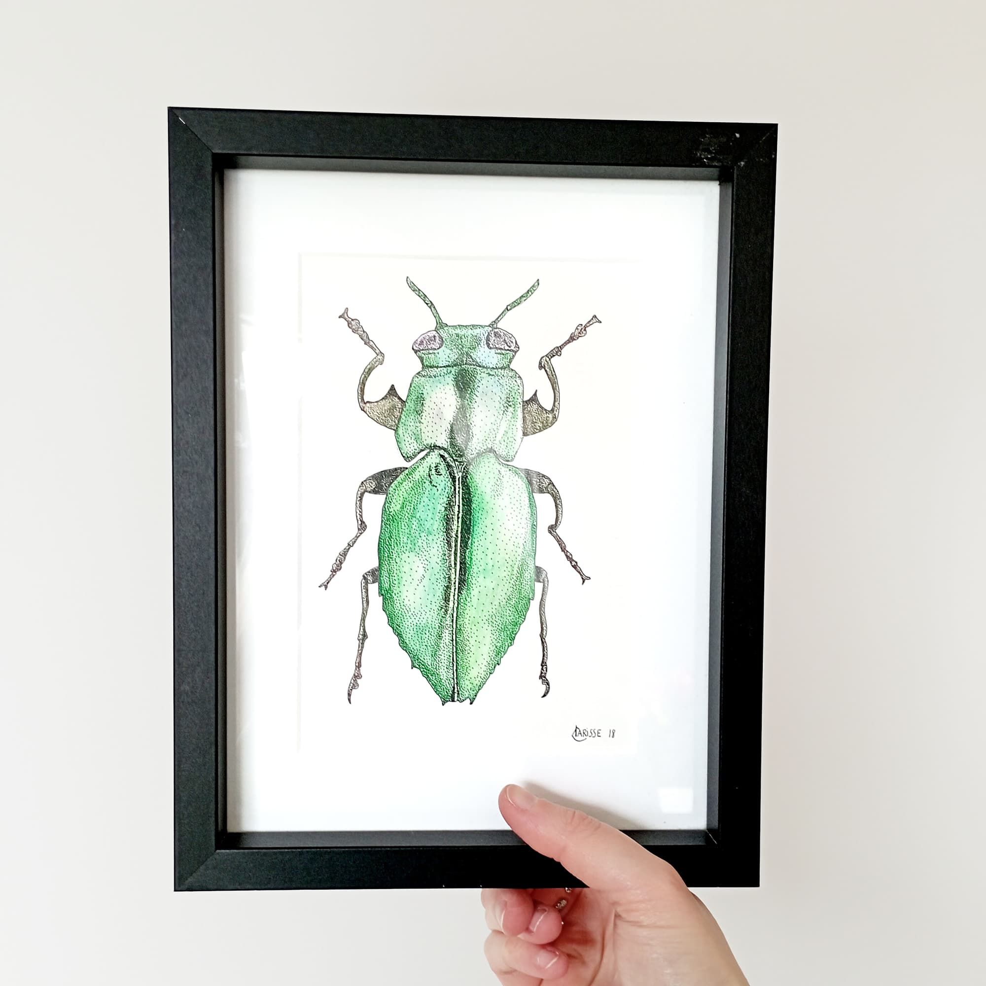 Illustration Scarabée