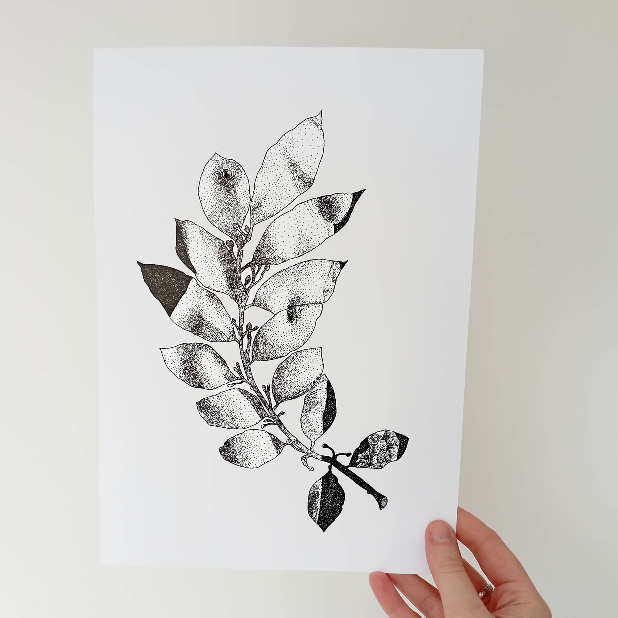 Print Corpus Laurus Nobilis