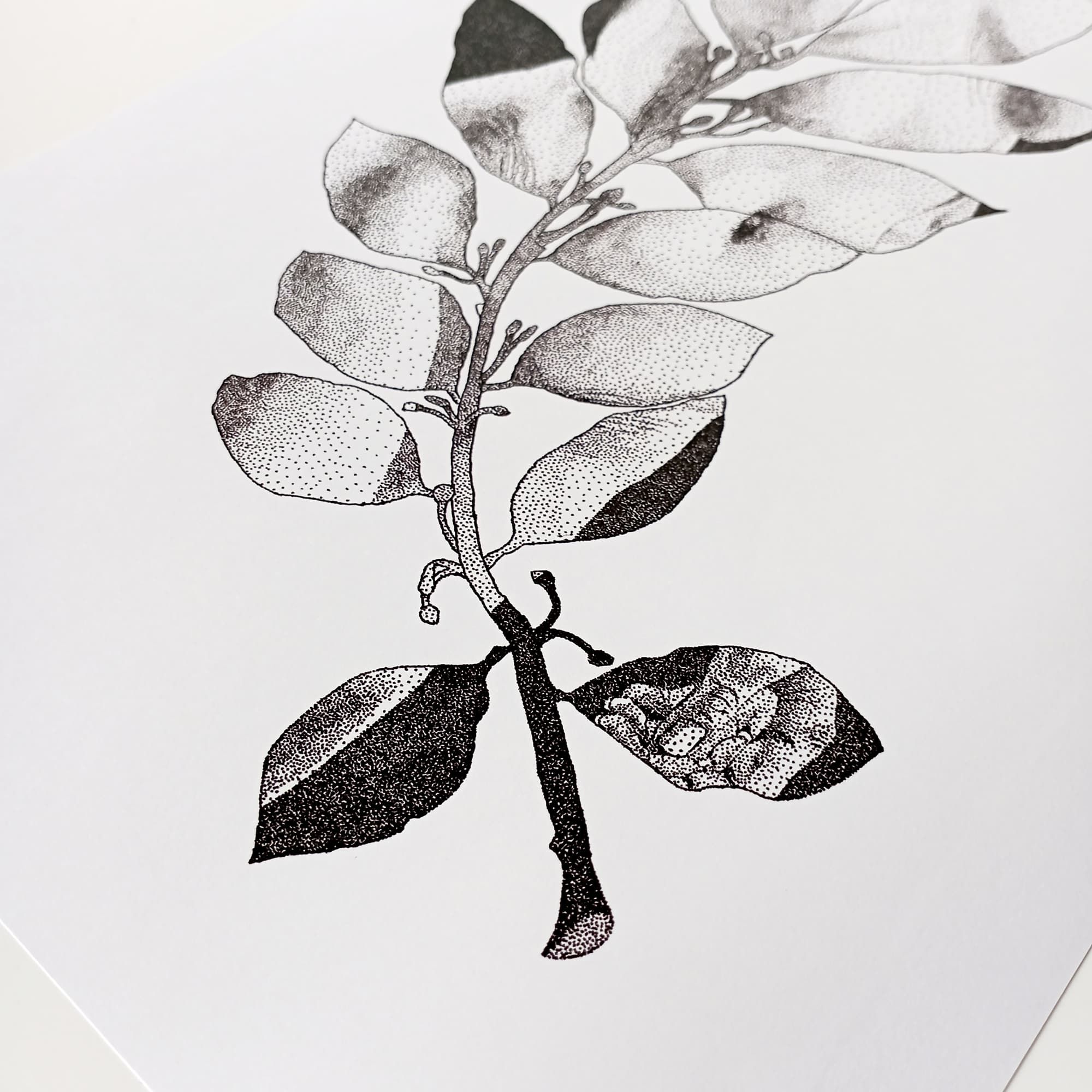 Print Corpus Laurus Nobilis