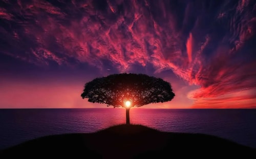 Un arbre solitaire se dresse sur une colline avec le soleil se levant derrière lui, illuminant le ciel de couleurs vives de rose et d'orange au-dessus d'une mer calme.
