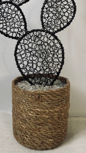 Cactus figuier 6 - 45