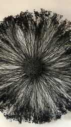 Sun in wire & plants - 80