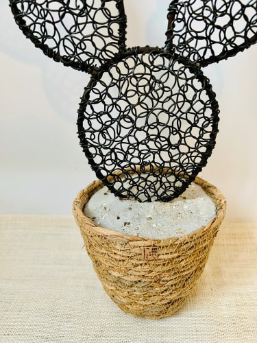 Cactus figuier 6 - 45