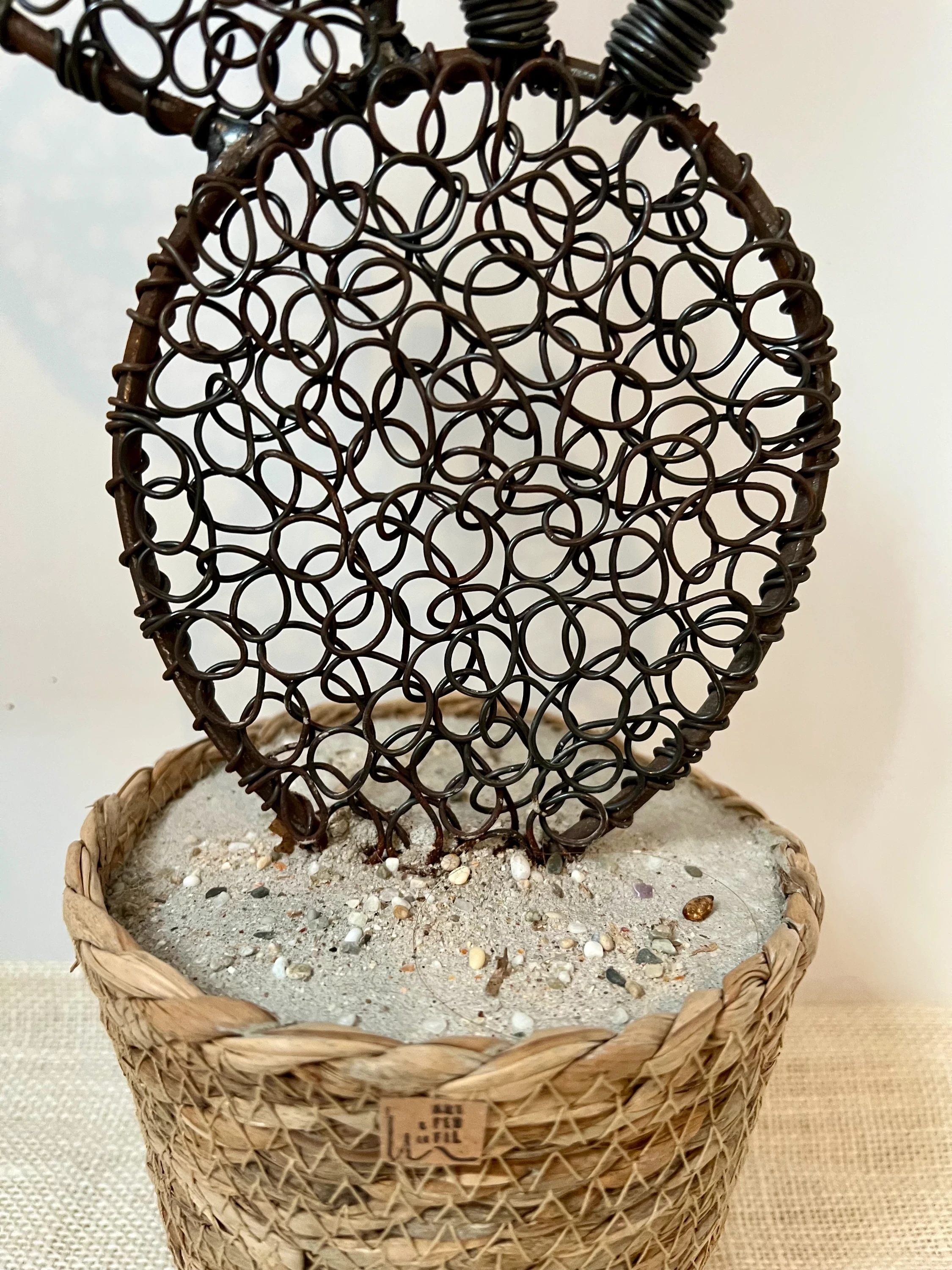 Cactus figuier 3 - 48