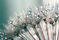 Gros plan sur un pissenlit avec des gouttes d'eau sur les filaments, créant un effet de brillance