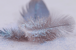 Fines plumes ornées de paillettes sur un fond pastel.