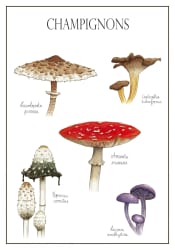 Champignons