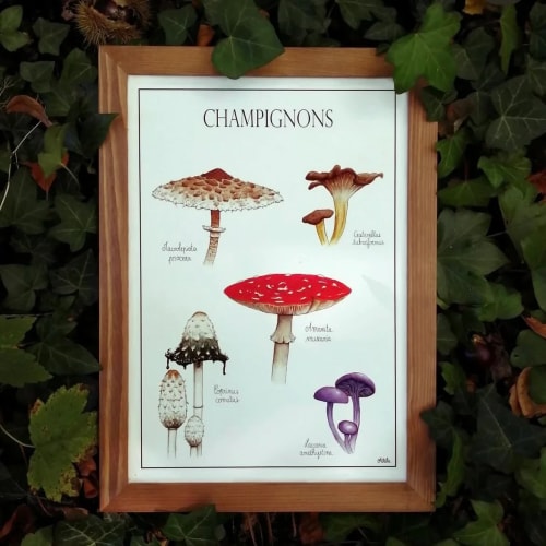 Champignons