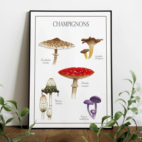 Champignons