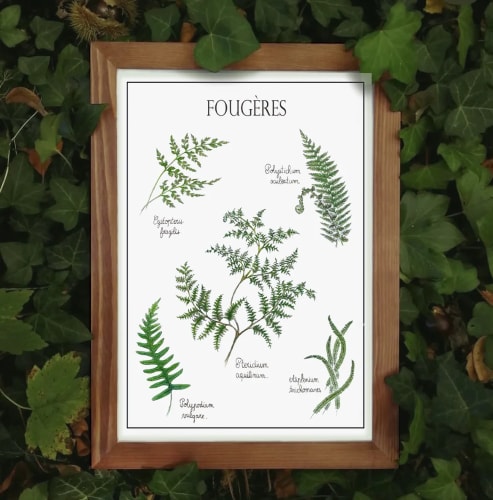 Fougères