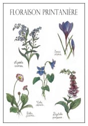 Planche de stickers Floraison printanière