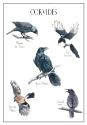 Corvids