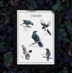Corvids