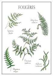 Ferns