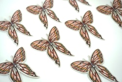 Papillon de jour