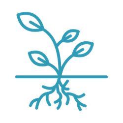 Illustration d'une plante avec des racines, représentant la croissance et la vie végétale.