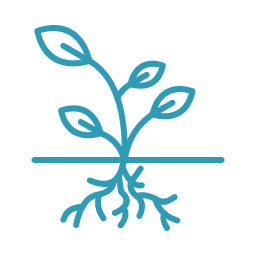Illustration d'une plante avec des racines, représentant la croissance et la vie végétale.