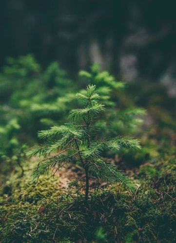 Jeune sapin poussé sur un sol recouvert de mousse, avec un arrière-plan flou de végétation verte.