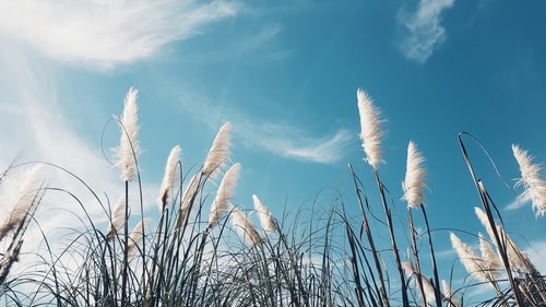 Des herbes hautes et plumeuses se dressent vers un ciel bleu avec des nuages blancs épars.