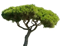Le Pin : Un arbre à feuillage vert avec une couronne étalée.
