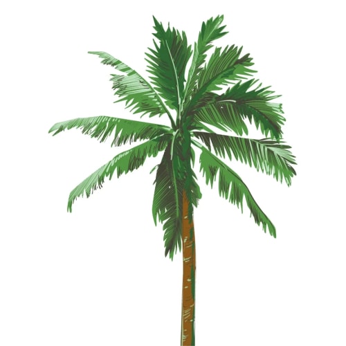 Une illustration d'un palmier avec des feuilles vertes et un tronc brun.