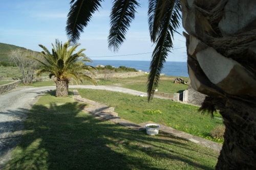 Un paysage d'une plage avec de l'herbe verte, des palmiers à gauche et une vue sur la mer au loin.