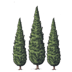 Les Cyprès
