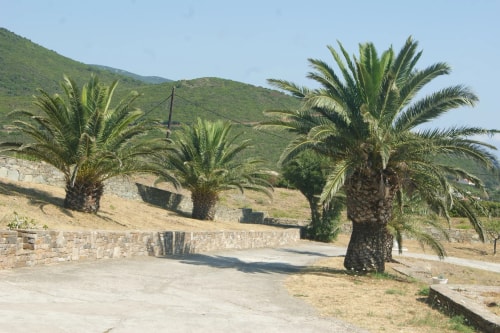 Vue d'une allée bordée de grands palmiers, avec des collines verdoyantes en arrière-plan sous un ciel dégagé.