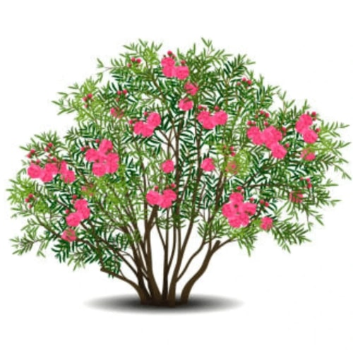 Une illustration d'un palmier avec des feuilles vertes et un tronc brun.