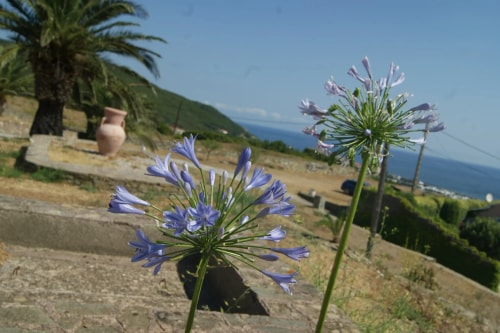 Deux fleurs violettes d'Agapanthus poussent dans un paysage ensoleillé avec des palmiers, une mer au loin et un pot en terre cuite.