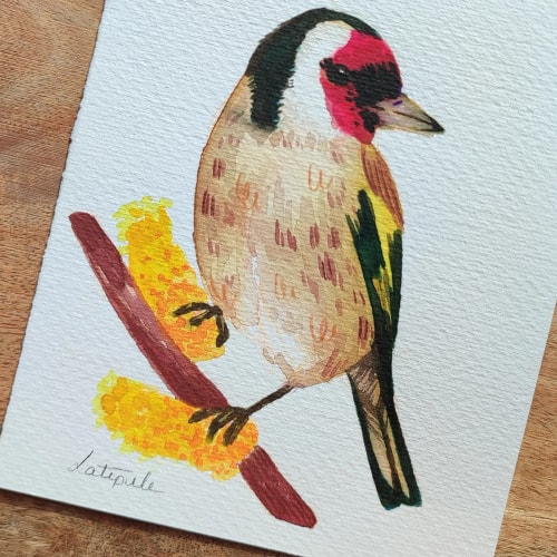 Carduelis - ORIGINAL