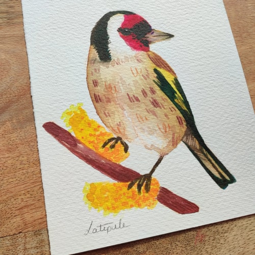 Carduelis - ORIGINAL